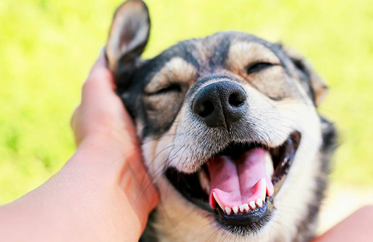 Le emozioni nel cane copertina